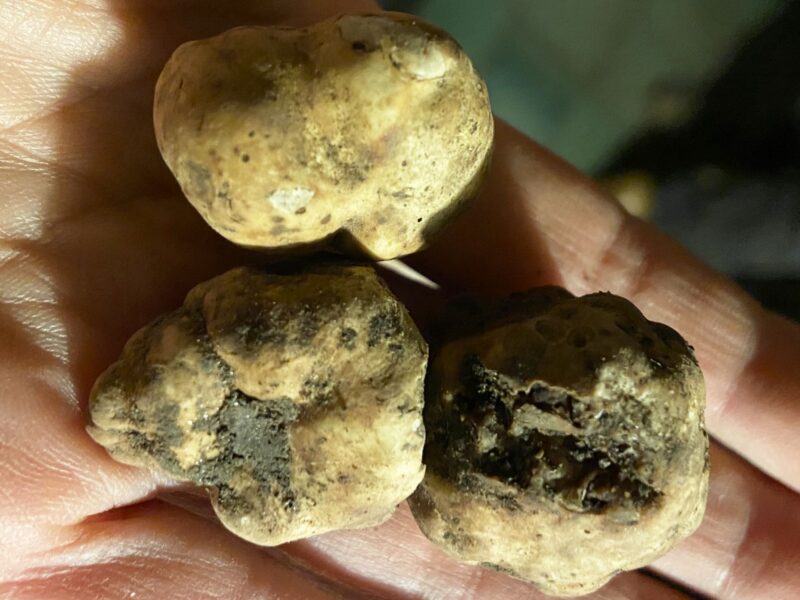 Truffle Hunting in the Hills